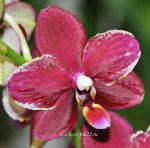 Орхидея Doritaenopsis (отцвел)