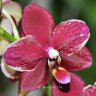 Орхидея Doritaenopsis (отцвел)