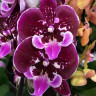 Орхидея Phalaenopsis OX Purple Fairy, Big Lip  