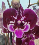 Орхидея Phalaenopsis OX Purple Fairy, Big Lip  