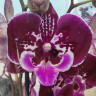 Орхидея Phalaenopsis OX Purple Fairy, Big Lip  