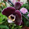 Орхидея Phalaenopsis Black (отцвел)