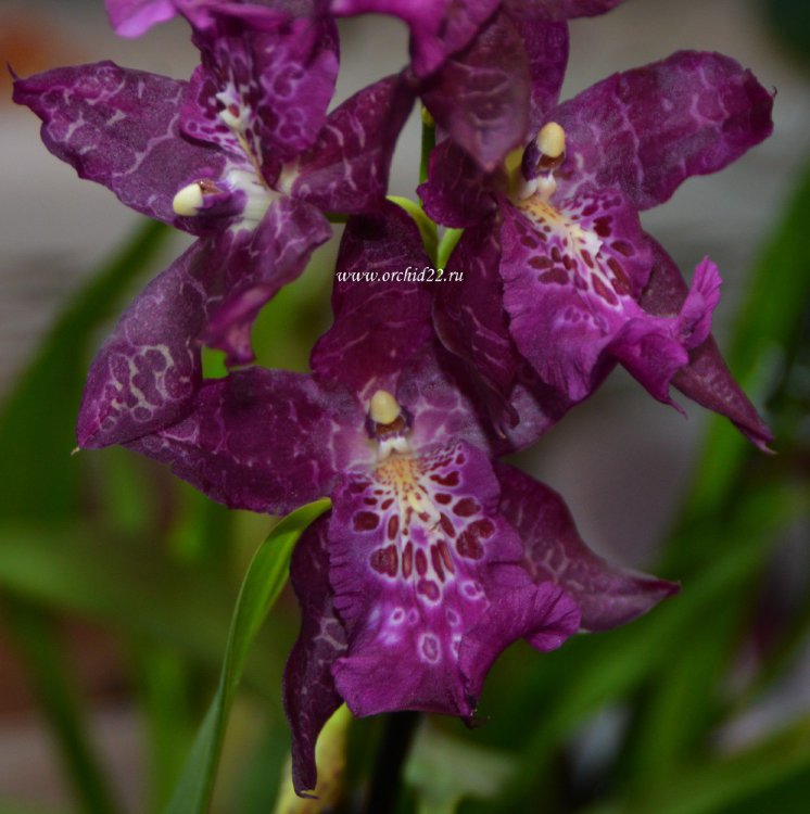 Орхидея Beallara Peggy Ruth Carpenter 'JEM' 