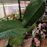 Орхидея Phalaenopsis peloric
