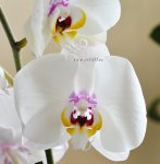 Орхидея Phalaenopsis Lady
