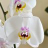 Орхидея Phalaenopsis Lady (отцвел)