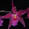 Орхидея Cambria