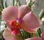 Орхидея Phalaenopsis Marianne