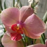 Орхидея Phalaenopsis Marianne