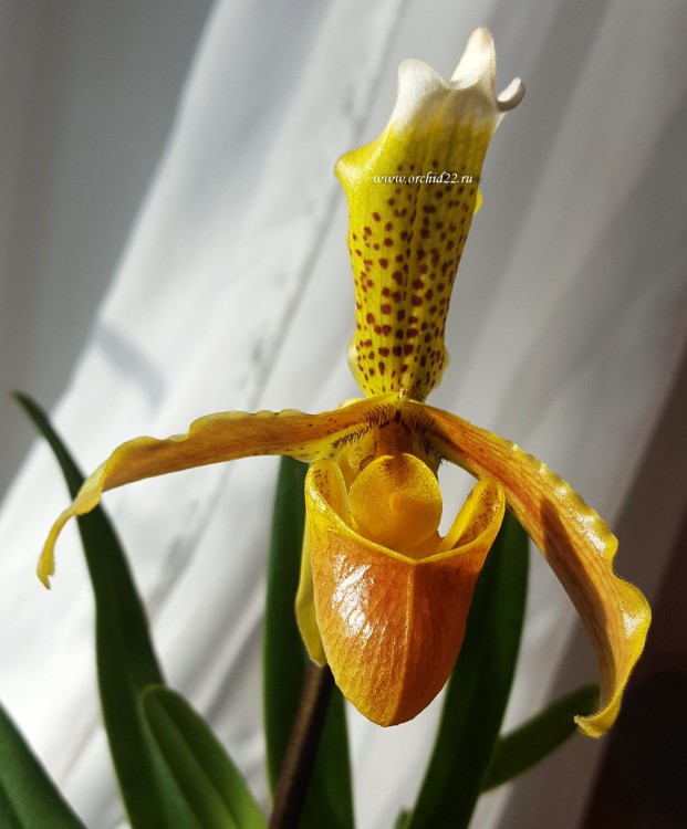 Орхидея Paphiopedilum insigne (отцвёл) 