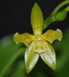 Орхидея Phalaenopsis cornu-cervi alba, peloric (еще не цвел)  