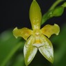Орхидея Phalaenopsis cornu-cervi alba, peloric (еще не цвел)  