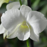 Орхидея Dendrobium Snow White (отцвел, деленка)