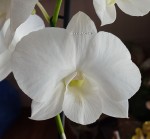 Орхидея Dendrobium White Surprise (отцвел, деленка)