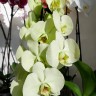 Орхидея Phalaenopsis Star Green Beauty