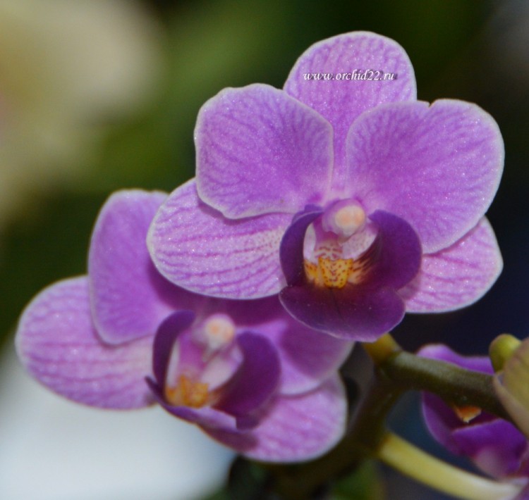 Орхидея Phalaenopsis Violet Queen, multiflora (отцвел) 