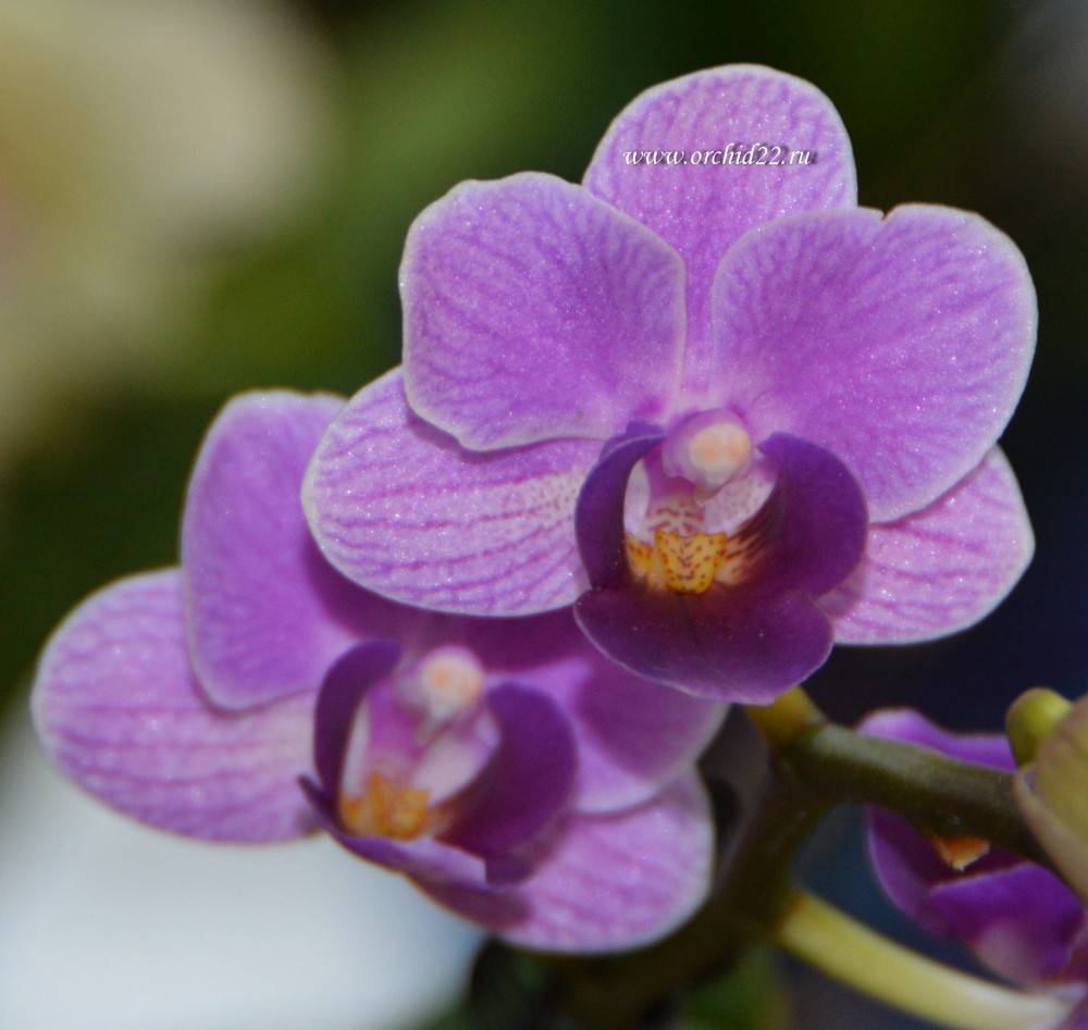 Орхидея Вайолет Квин: особенности и внешний вид
