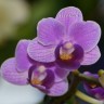 Орхидея Phalaenopsis Violet Queen, multiflora (отцвел) 
