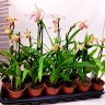 Орхидея Phragmipedium Sedenii hybrid (отцвел)