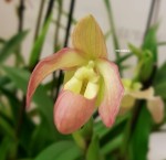 Орхидея Phragmipedium Sedenii hybrid (отцвел)