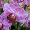 Орхидея Phalaenopsis multiflora (отцвёл)