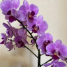 Орхидея Phalaenopsis multiflora 