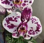 Орхидея Phalaenopsis Monet