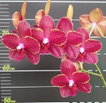 Орхидея Phal. Taida Red Bird (отцвел) 