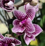 Орхидея Phalaenopsis Big Lip, multiflora  (отцвел)