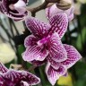 Орхидея Phalaenopsis Big Lip, multiflora  (отцвел)