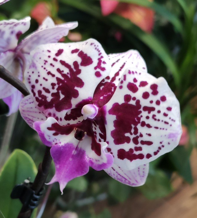 Орхидея Phalaenopsis Big Lip, midi (отцвел)