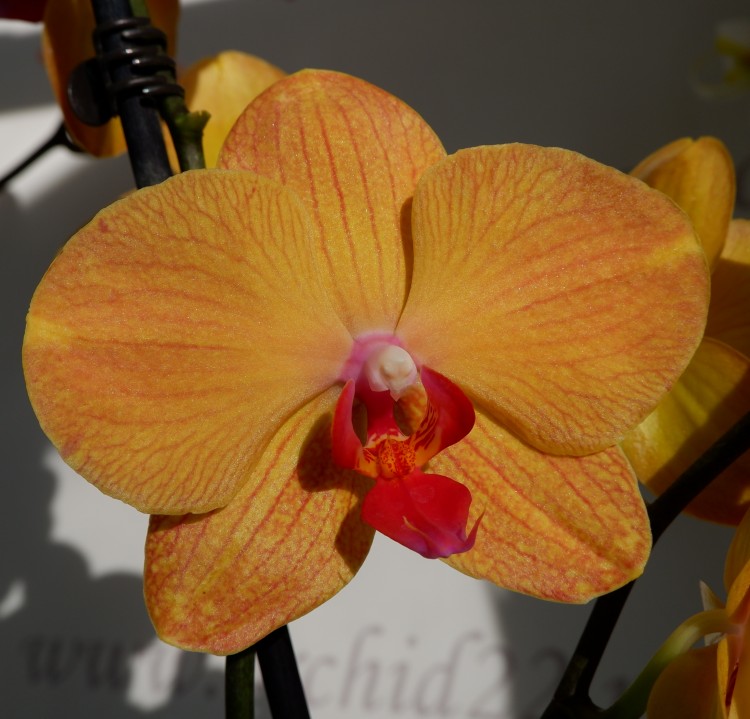 Орхидея Phalaenopsis Carrot Cake (отцвел) 