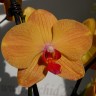 Орхидея Phalaenopsis Carrot Cake (отцвел) 