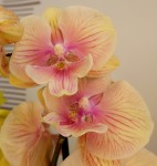 Орхидея Phalaenopsis, Big Lip    