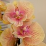 Орхидея Phalaenopsis, Big Lip    