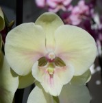 Орхидея Phalaenopsis Big Lip 