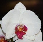 Орхидея Phalaenopsis Red Lip (отцвел, РЕАНИМАШКА)