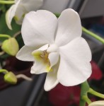 Орхидея Phalaenopsis amabilis, multiflora (отцвел, РЕАНИМАШКА)