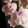Орхидея Phalaenopsis Venetian Carnival, Big Lip (отцвел)