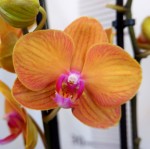 Орхидея Phalaenopsis Bologna (отцвел)