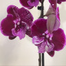 Орхидея Phalaenopsis Wine Velvet mutation, Big Lip  