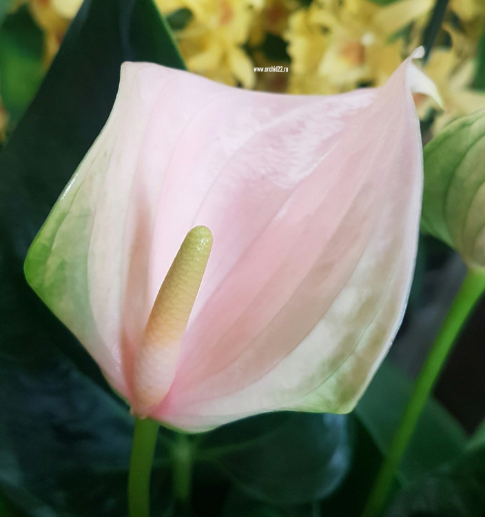 Anthurium Joli Peach (отцвел)