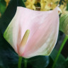 Anthurium Joli Peach (отцвел)