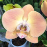 Орхидея Phalaenopsis 