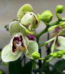 Орхидея Phalaenopsis peloric     