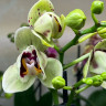 Орхидея Phalaenopsis peloric (отцвел)  