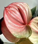 Anthurium Exota (деленка без цветов) 
