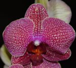 Орхидея Phalaenopsis Taida Salu 