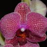 Орхидея Phalaenopsis Taida Salu 