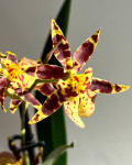 Орхидея Oncidium Titanium Treasure yellow 